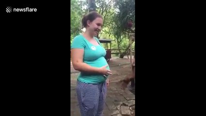 Un orang-outan ne peut s'arrêter de toucher le ventre d'une femme enceinte