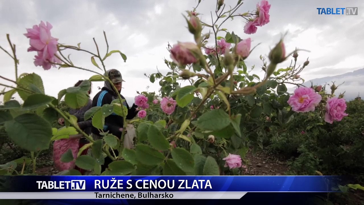 O ružový olej z Bulharska má záujem celý svet