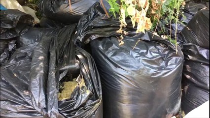 Kapen mbi 15 ton kanabis në Vlorë