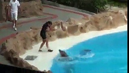Awesome dolphins