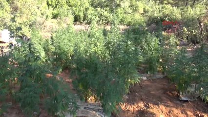 Muğla- Babadağ'ın Eteğinde Esrar Tarlası