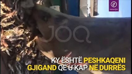 Ky është peshkaqeni gjigand që u kap në durrës