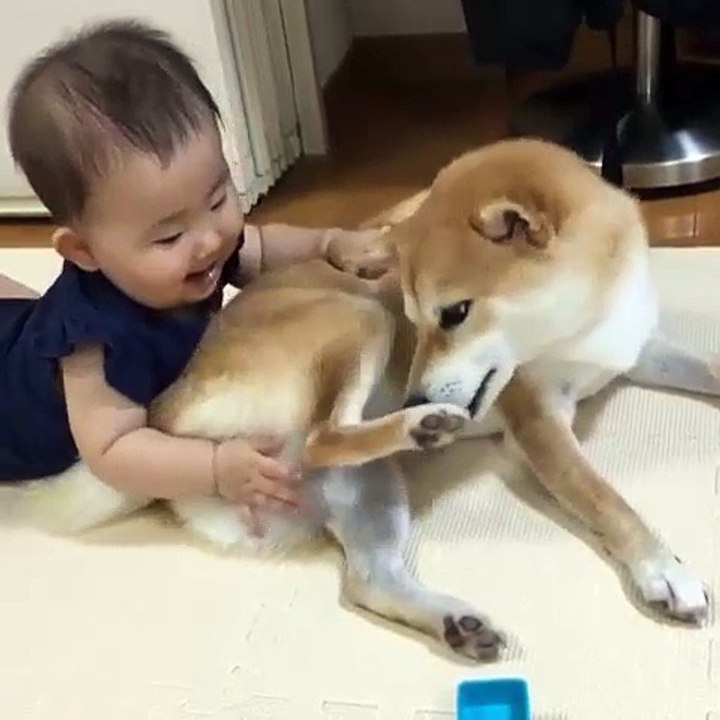 Funny Dog- Funny baby annoying dog, a Funny Dog video compilation