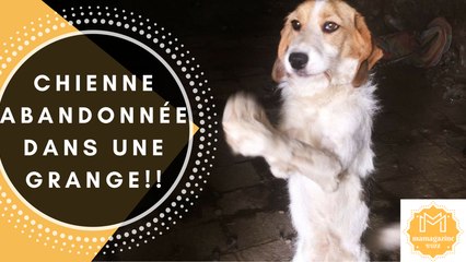 Chienne abandonnée dans une grange!!