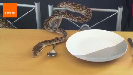 Why Snakes can Actually be Good Pets