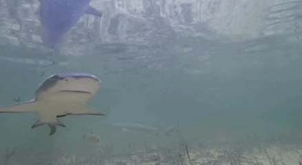 There's More to Sharks Than You Might Realize