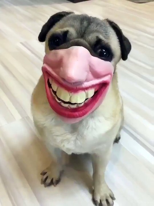 Funniest PUG ever hahaha