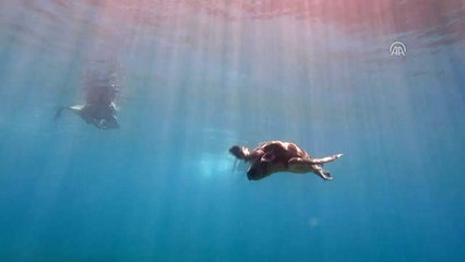 Tedavisi Tamamlanan Caretta Carettalar Denize Bırakıldı
