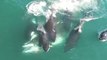 Dramatic Drone Video Shows Pod of Orcas Feasting on Minke Whale