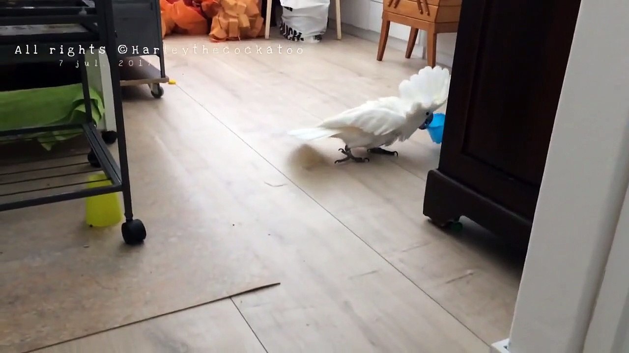 Musical Cockatoo Creates Cup-Inspired Masterpiece