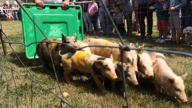 Ambiance familiale et bon enfant à la fête du cochon de Carrouges