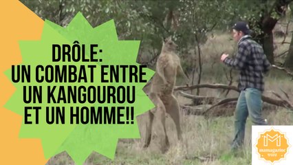 Drôle- Un combat entre un Kangourou et un Homme!!
