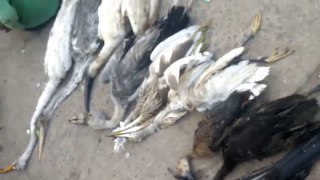 Animals heads Birds -Shocking Video