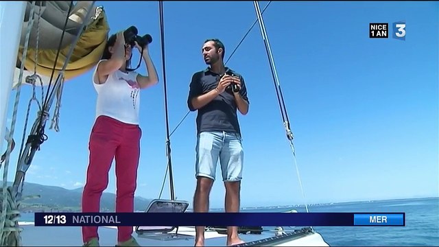 Pyrénées-Orientales : la sensibilisation à la sauvegarde des dauphins
