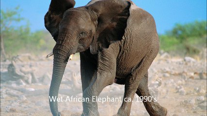 STRANGE AS IT SEEMS: THE ELEPHANT ZOO - GOLDEN AGE RADIO