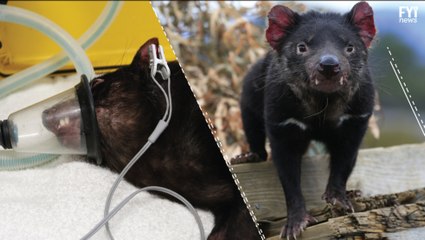 Diabos da Tasmânia resistentes a câncer