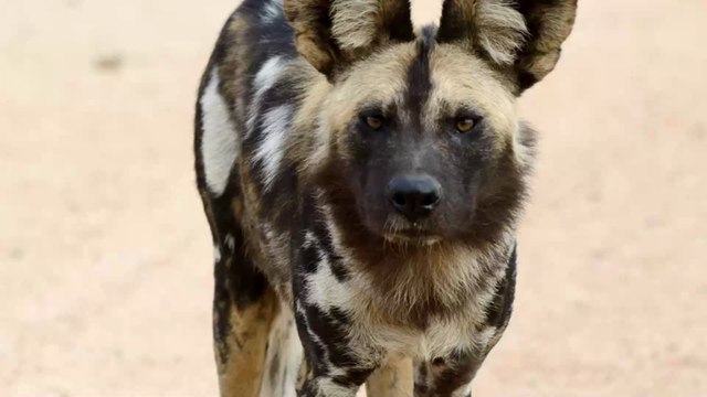 Five Animals you might not realise are endangered