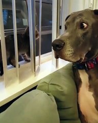 Un chien se bloque lorsqu'un chaton le touche !!