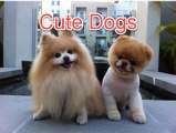 Cute Dogs And Adorable Babies Compilation