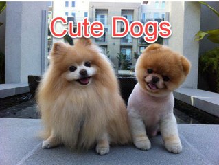 Cute Dogs And Adorable Babies Compilation
