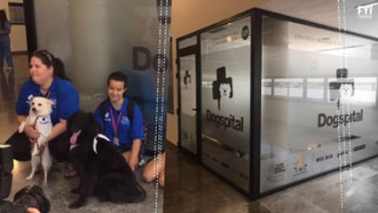 Hospital testam efeito de contato com cães em pacientes