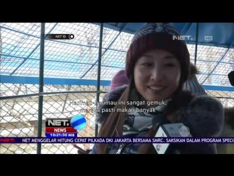 Harimau Obesitas Jadi Viral di Media Sosial - NET10