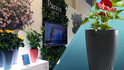 O Vaso que se Rega Sozinho