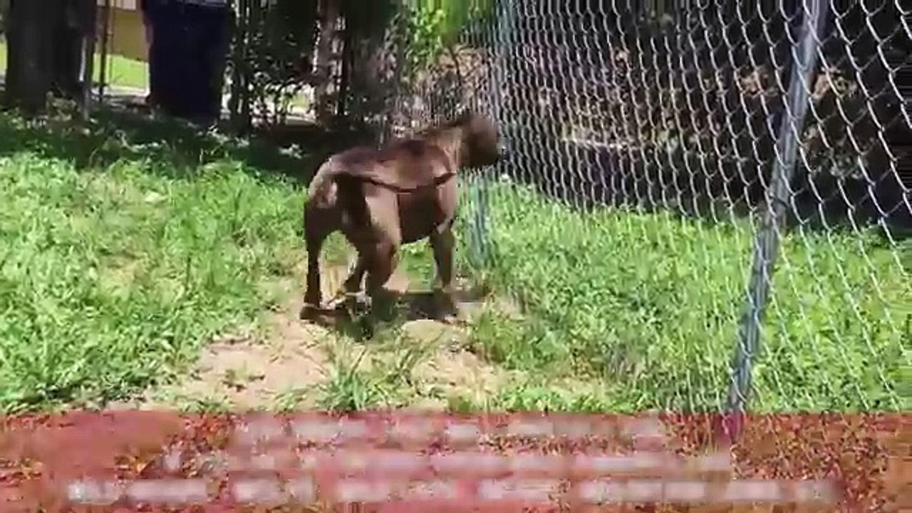 Top 10 Dogs That Protect you From Beasts
