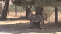 Burros silvestres en Riverside, un problema que preocupa a las autoridades locales