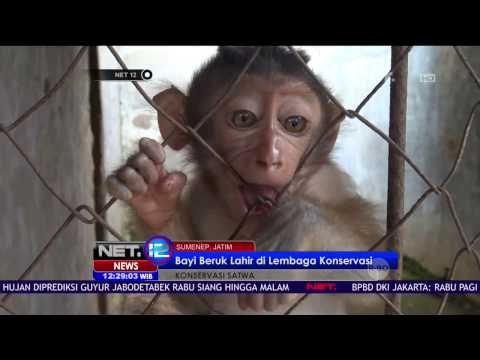 Seekor Anak Beruk Lahir di Sumenep - NET12