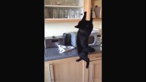 Mutfak dolabını karıştıran kedi kazayı ucuz atlattı.