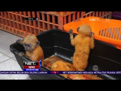 Tetapkan Tersangka Pelaku Perdagangan Satwa Dilindungi - NET5