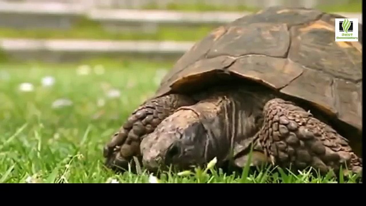 Wild Discovery Channel Animals Tortoises and Sea Turtles Documentary BBC Animal planet 201