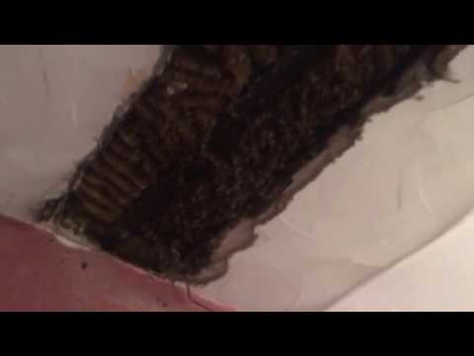 New York Woman Finds Thousands of Bees Living in Bedroom Ceiling