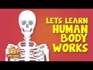 Lets Learn How The Human Body Works