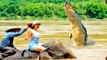 Real ! Animals Attack   Crocodile Vs Human   Crocodile Attack lion, Elephant, tiger, anaconda