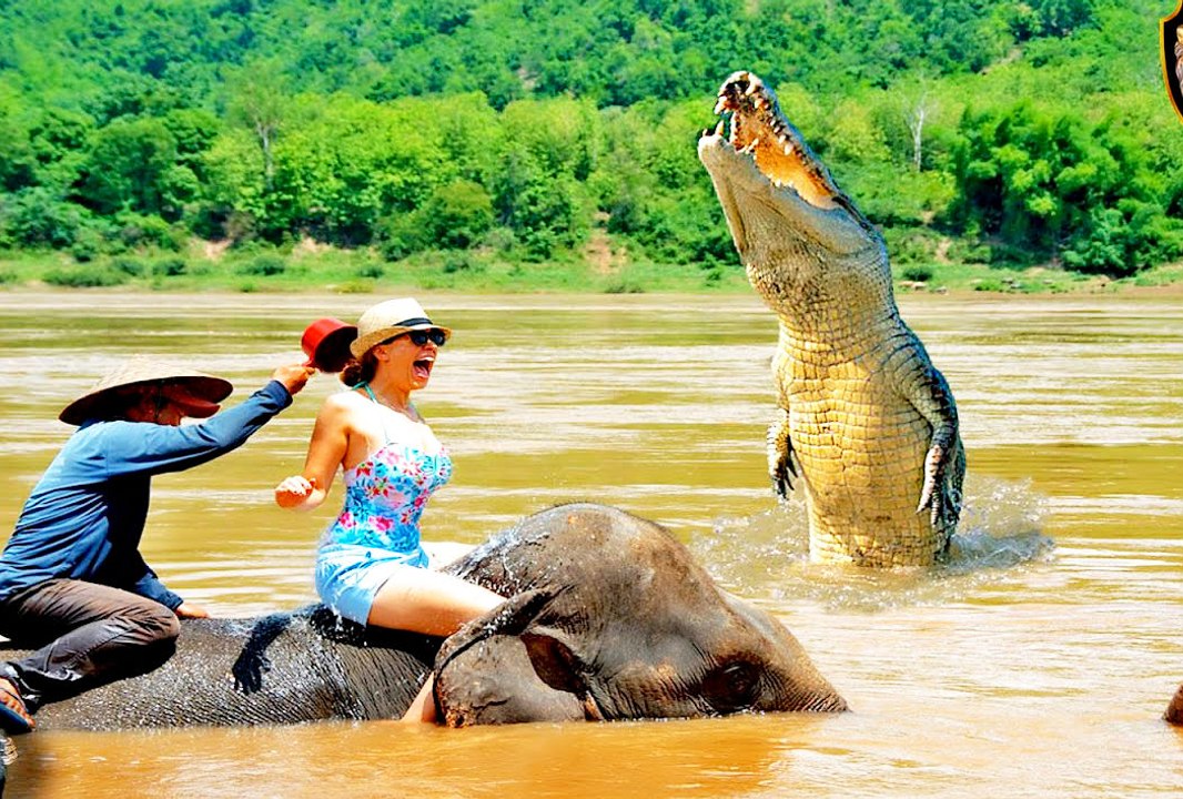 Real ! Animals Attack   Crocodile Vs Human   Crocodile Attack lion, Elephant, tiger, anaconda