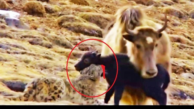Snow leopard attacks the yaks - Wild animal attack!