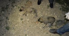 Adıyaman'da Vahşet! 8 Yavru Köpeğin Kafasını Taşla Ezip, Bıçaklayarak Öldürdüler