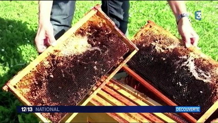 Les larves pour lutter contre la pollution