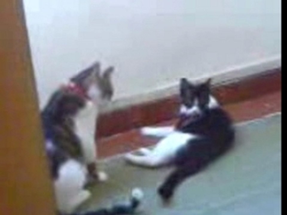 bagarre de chat