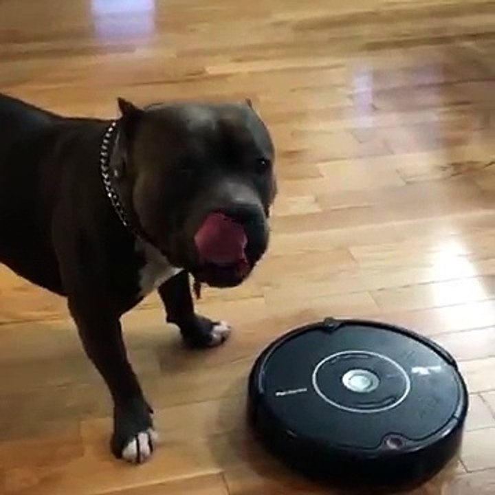 Un chien qui déteste l'aspirateur
