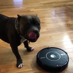 Un chien qui déteste l'aspirateur