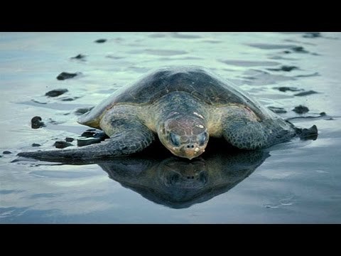 Olive Ridley turtles found dead on Puri beach in Odisha