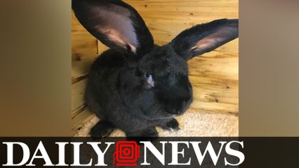 Simon The Giant Bunny Found Dead After United Airlines Flight
