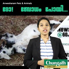 ഠോ!!!  ബോധം പോയി...#AnweshanamPetsAndAnimals