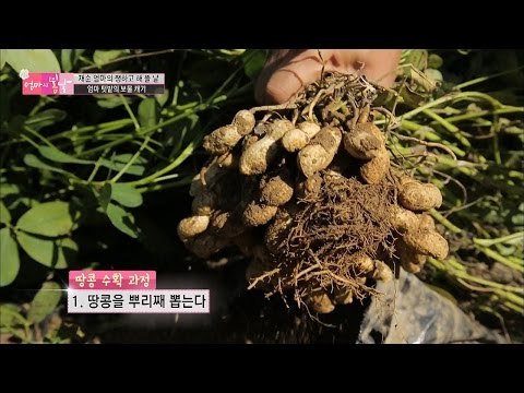 놀라운 땅콩 수확 과정! [엄마의 봄날] 64회 20161030