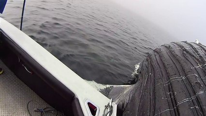 Un requin blanc enceinte se régalant sur la carcasse d'une baleine morte