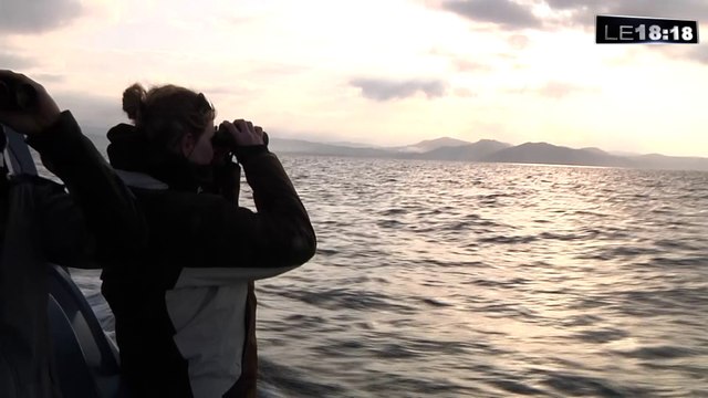 À la recherche des cétacés dans le Parc national des Calanques