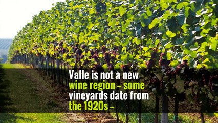 Valle is not a new wine region — some vineyards date from the 1920s —